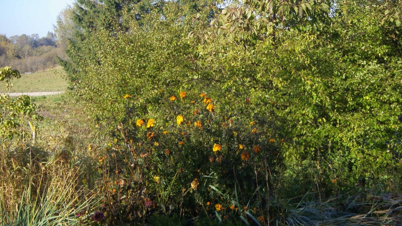 Vaizdas:Palentinis 325.jpg