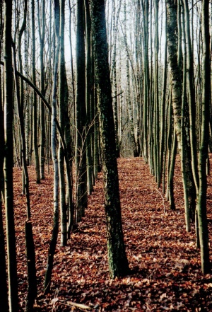 Pakeliui į Visaginą