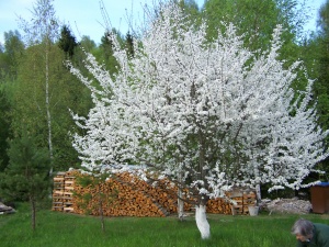 Obelis