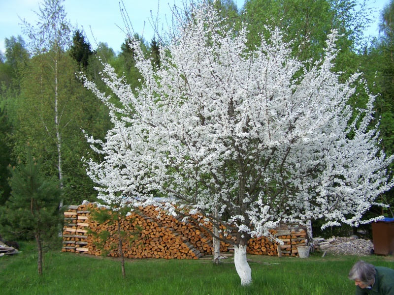 Vaizdas:Pavasario grožybės 571.jpg