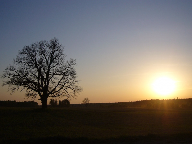 Vaizdas:Guobų senbuvis 454.jpg