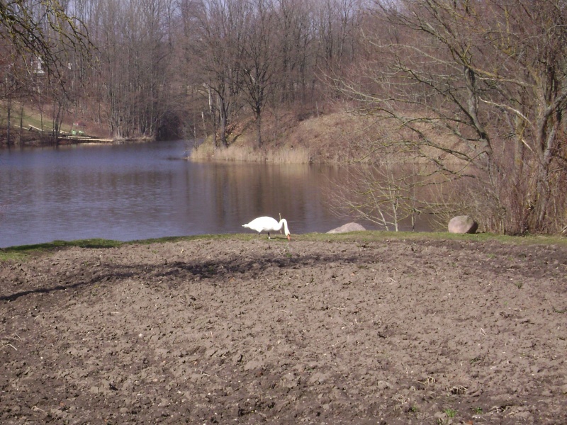 Vaizdas:Alkana gulbė 937.jpg