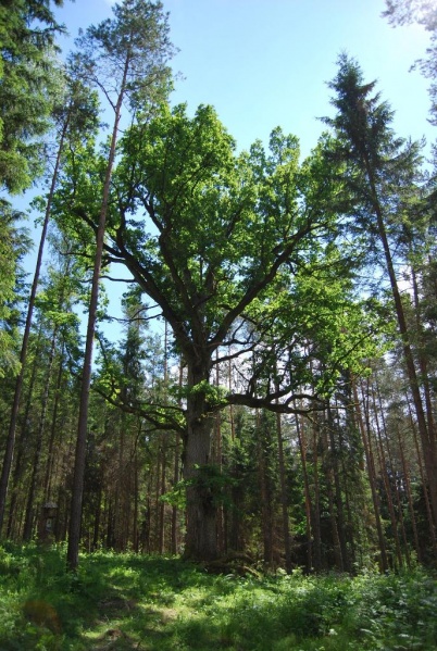 Vaizdas:Zuikiškės ąžuolas 840.jpg
