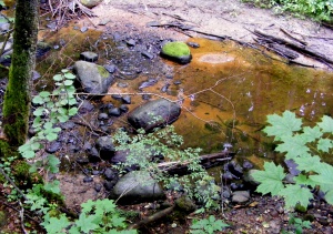 Kaniūkų k. Utenos r.