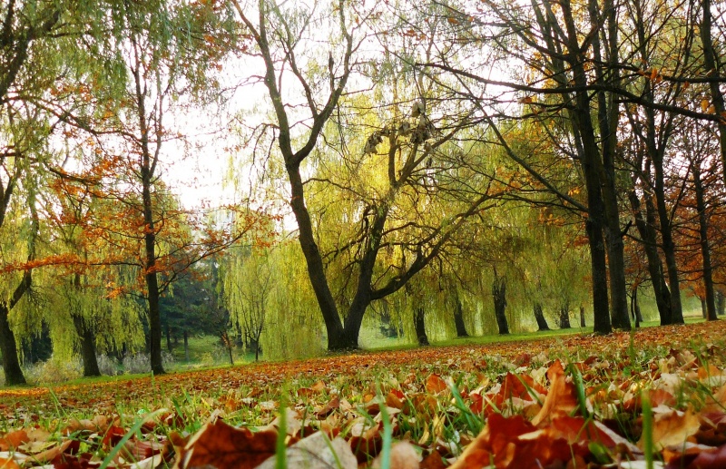 Vaizdas:Rudeninė pieva 927.jpg