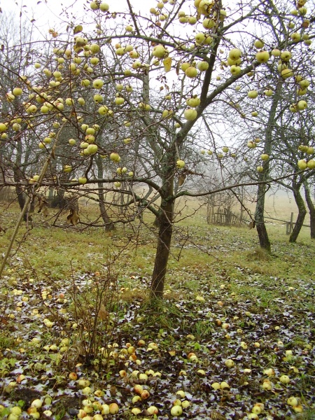Vaizdas:8. Ištuštėjusioj sodyboj 341.jpg