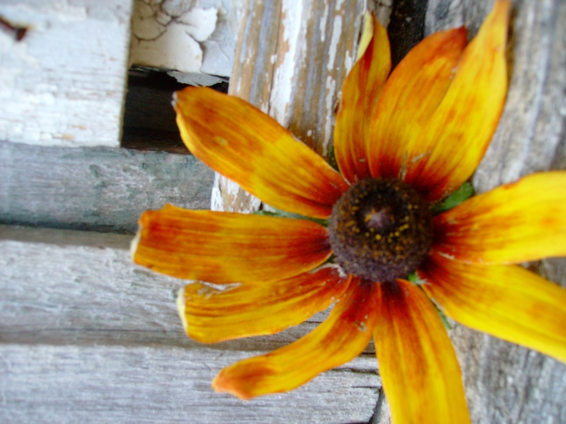Vaizdas:Rudens rudbekija 566.jpg
