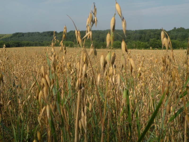 Vaizdas:Avižų lauke 903.jpg