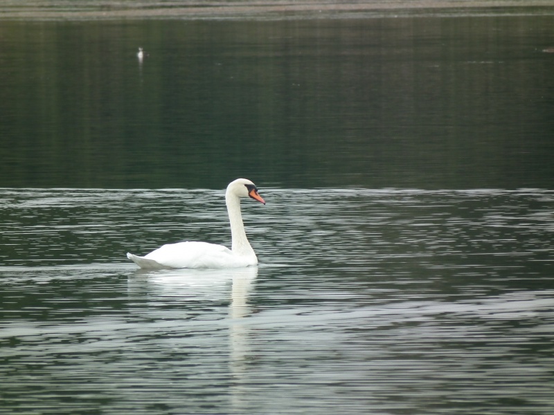 Vaizdas:Gulbės 684.jpg