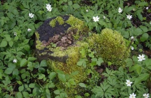 Mažeikiai