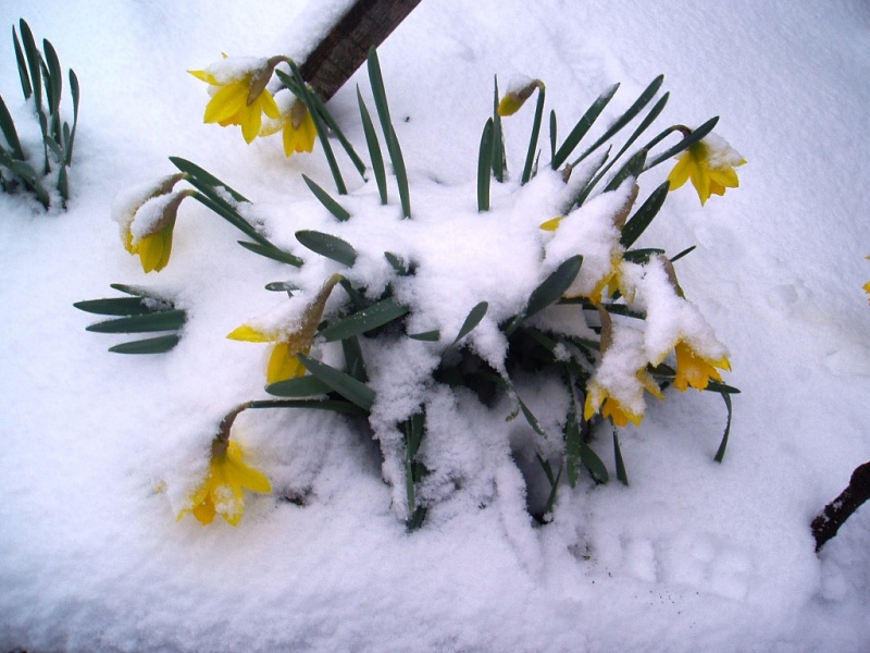 Vaizdas:Sniego patale 182.jpg