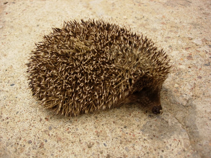 Vaizdas:Ežiukas,aš ežiukas 44.jpg