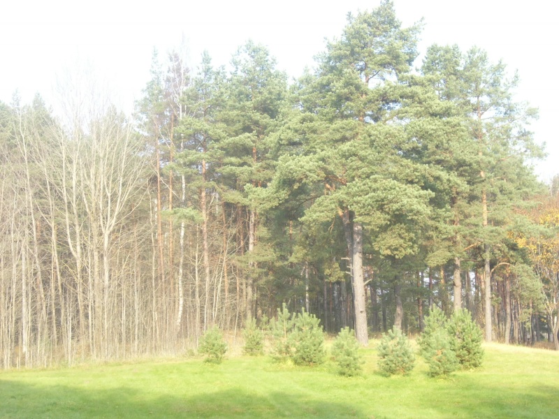 Vaizdas:Rudenėjantis pušynas 485.jpg