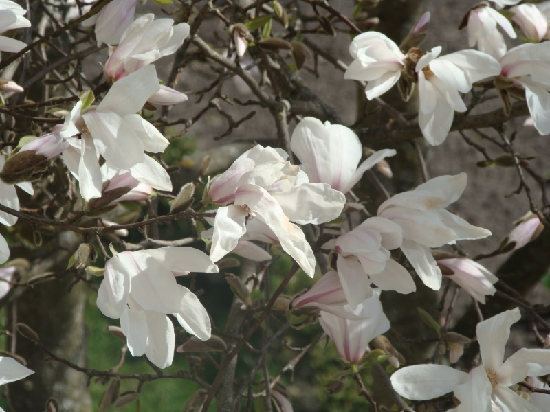 Vaizdas:Magnolija 714.jpg