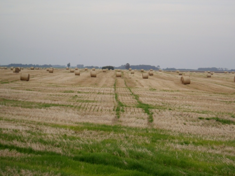 Vaizdas:Pievų ritiniai 722.jpg