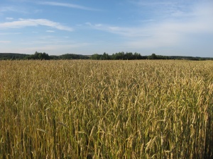 Lapių kviečiai
