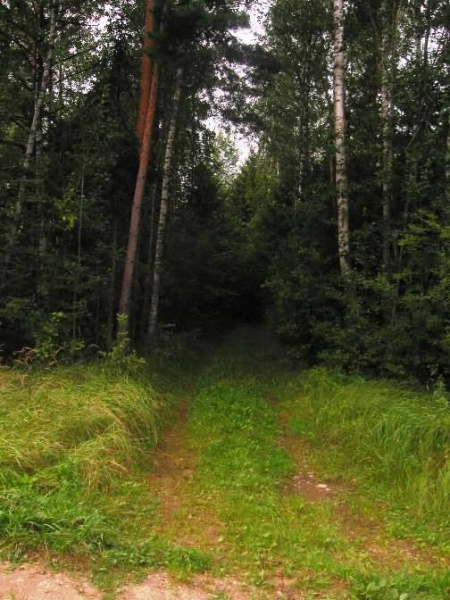 Vaizdas:Purvėnų miško takelis 228.jpg