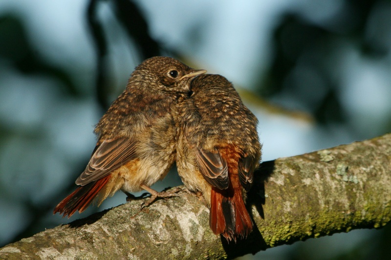 Vaizdas:Raudonuodegės mažyliai 559.jpg