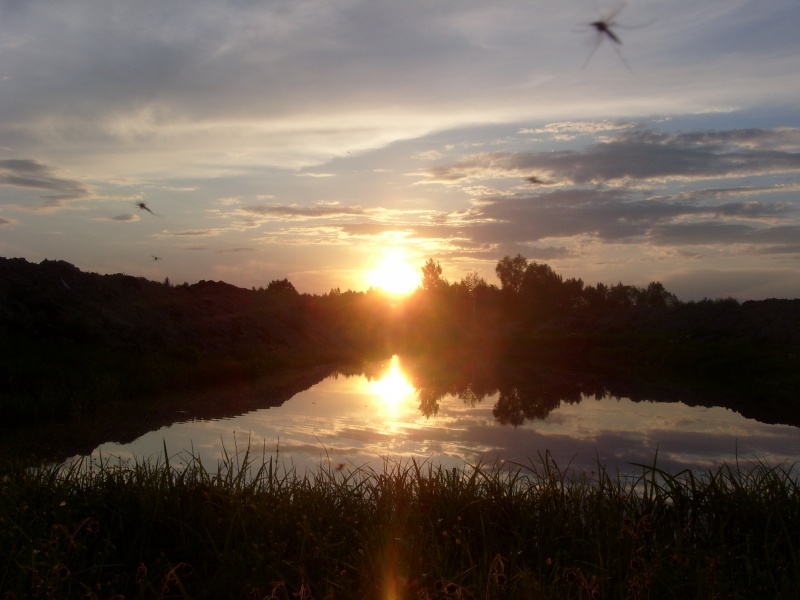 Vaizdas:Uodų šokis 284.jpg