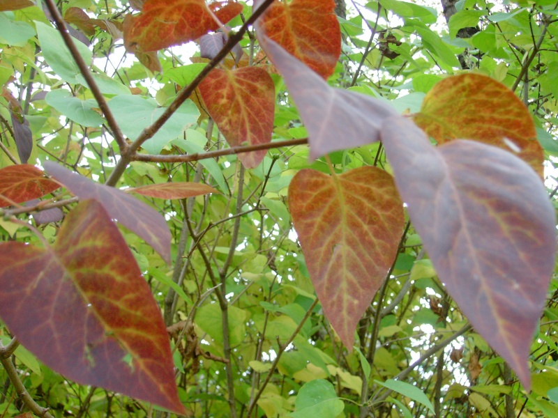 Vaizdas:Alyvinės rudens alyvos 658.jpg