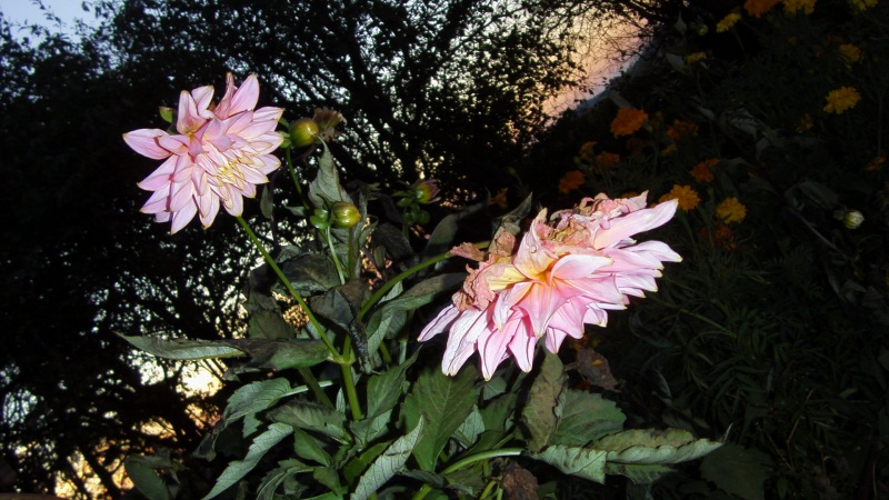 Vaizdas:Palentinis 772.jpg