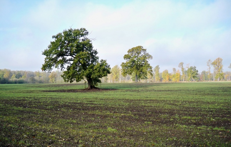 Vaizdas:Maldenių (Joniškio r.) galiūnai 222.jpg