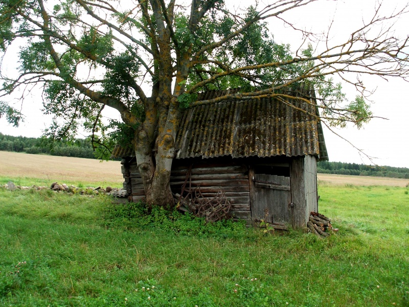 Vaizdas:Šimtametė 642.jpg