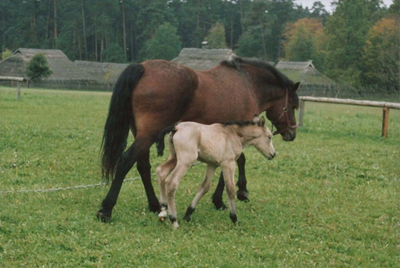 Vaizdas:Ruduo Rumšiškėse 573.jpg
