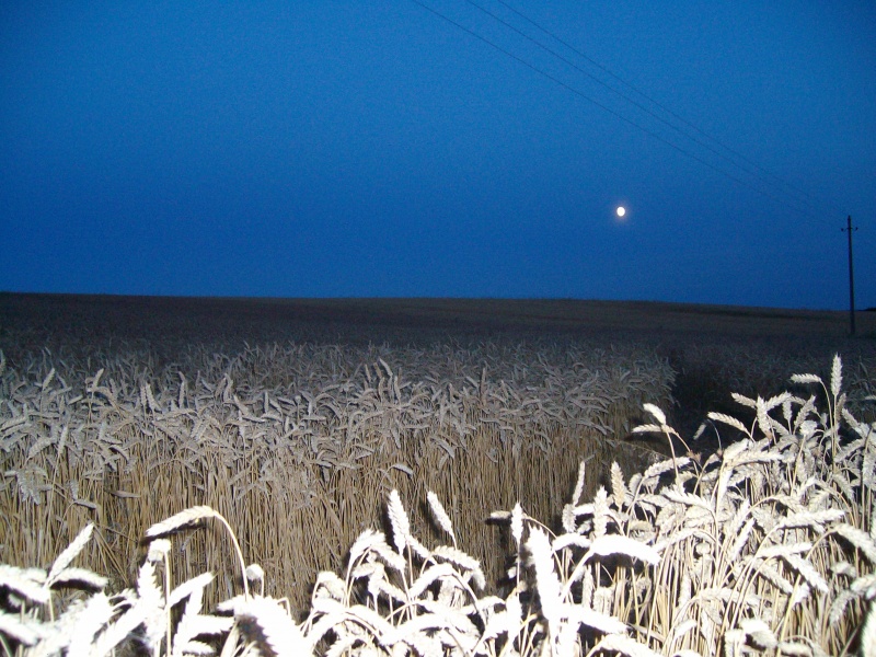 Vaizdas:Rugių laukas 913.jpg