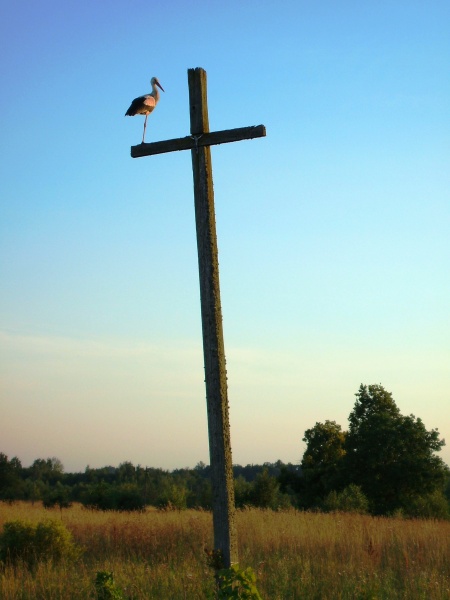 Vaizdas:Molėtų gandras 515.jpg