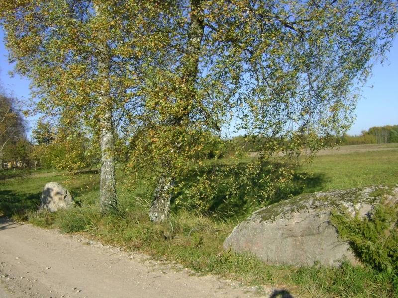 Vaizdas:Sviruokliai beržai 332.jpg