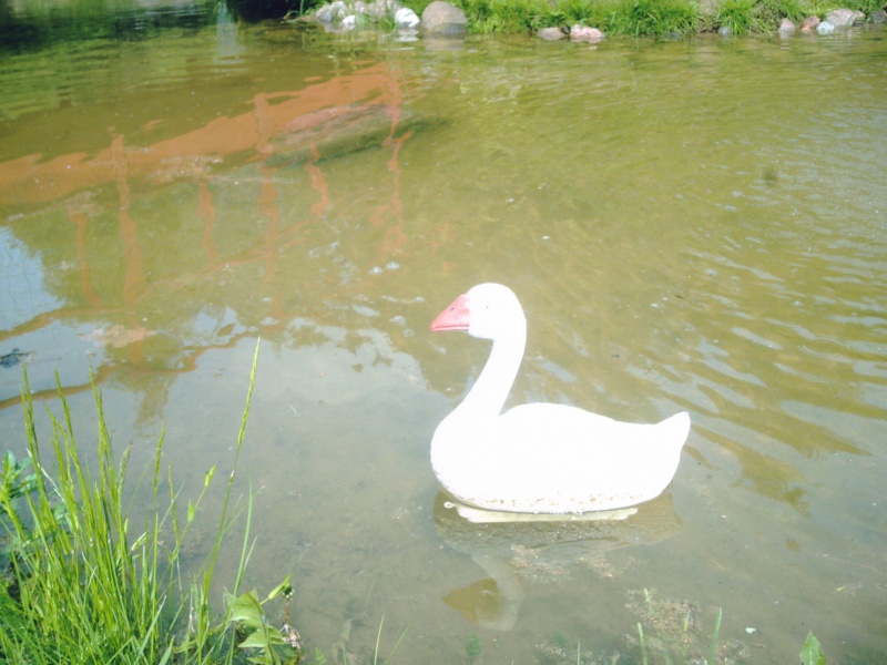 Vaizdas:Antelė Laibgaliuose 583.jpg