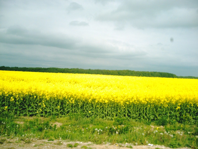Vaizdas:Rapsų laukas 98.jpg