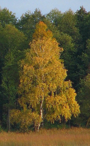 Vaizdas:Rudeninė akvarelė 181.jpg