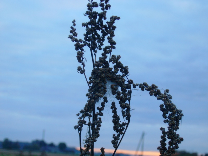Vaizdas:Rudens pinklės 511.jpg