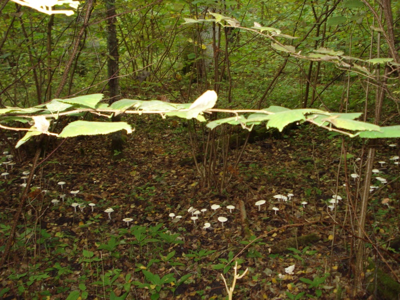 Vaizdas:Grybų takelis 559.jpg