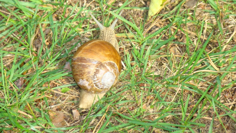 Vaizdas:LIETUVIŠKA SRAIGĖ 698.jpg