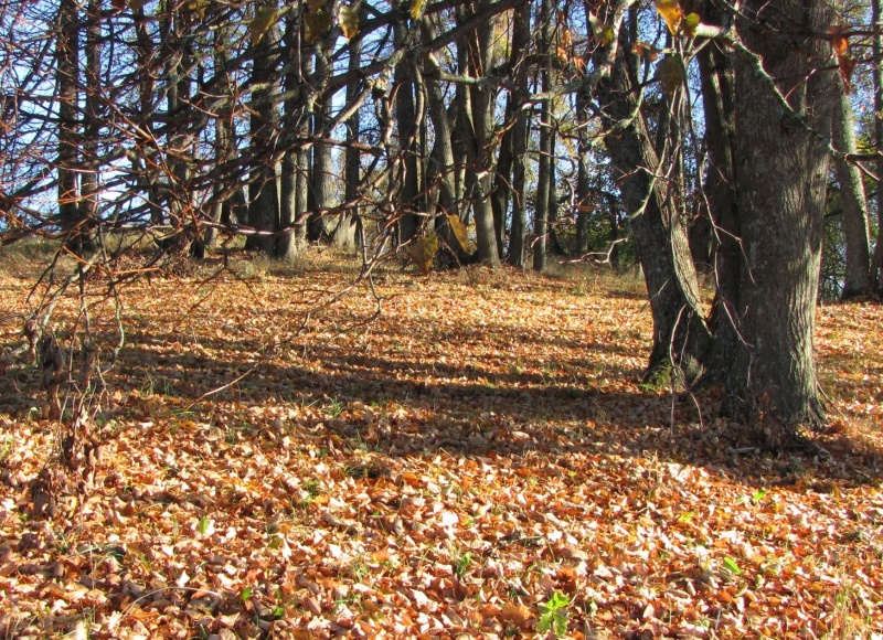 Vaizdas:Liepų giraitė Kimbartiškėse 967.jpg