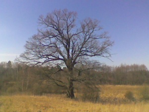 ąžuolai - galiūnai