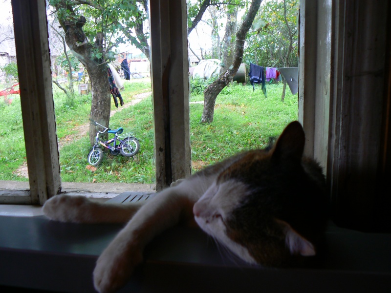 Vaizdas:Saldus miegas 713.jpg