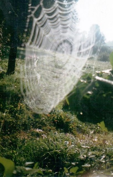 Vaizdas:Voro tinklas 689.jpg