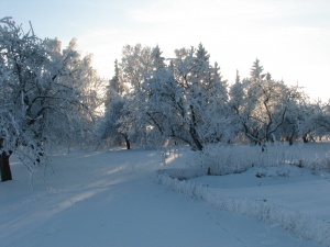 Narsučių kaimas žiemą