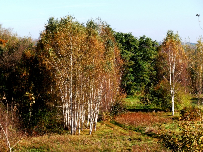 Vaizdas:Rudens auksas 714.jpg