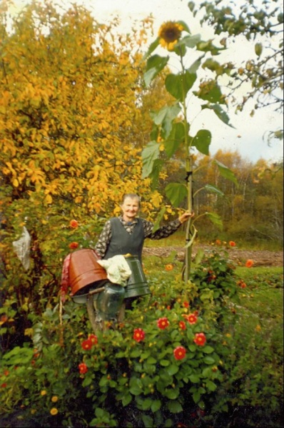 Vaizdas:Saulėgrąža rekordininkė 650.jpg