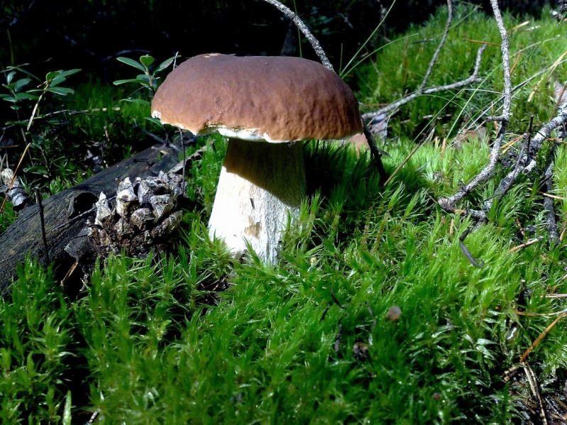 Vaizdas:Baravykas 839.jpg