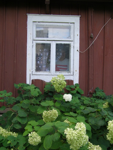 Vaizdas:Baltos namų langinės 346.jpg