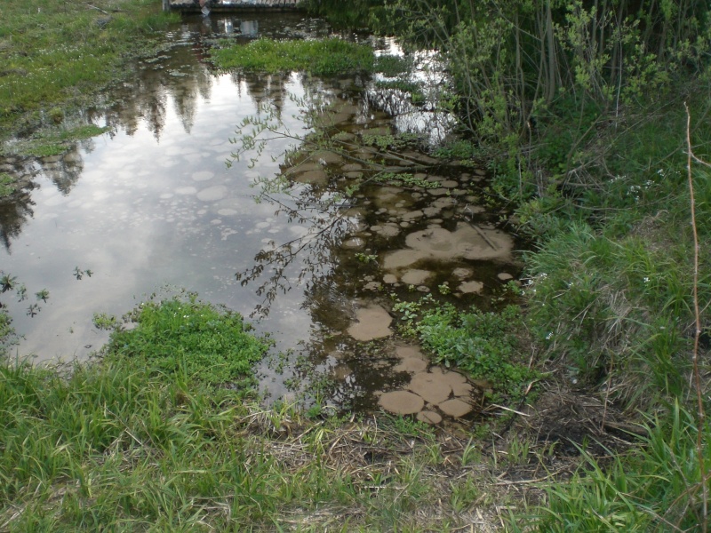 Vaizdas:Svilė 89.jpg