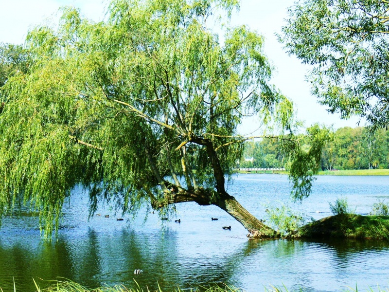 Vaizdas:Šakių tvenkinys su antimis 777.jpg