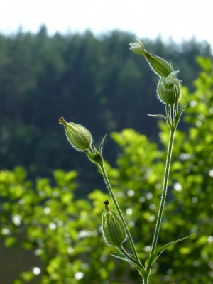 Nemuno kilpų parkas šalia Birštono