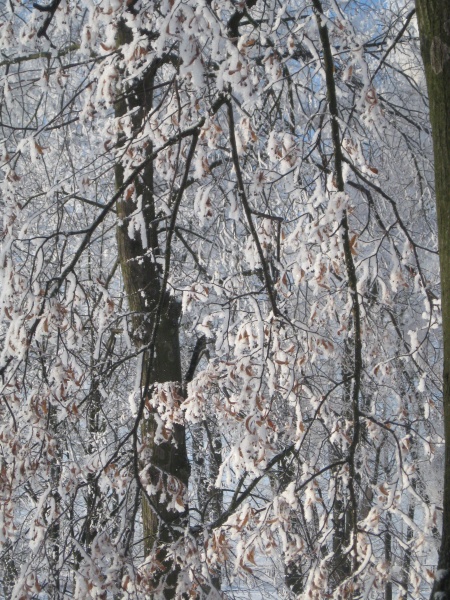 Vaizdas:Sūduva. Kalvarija. Karališkas parkas. 15.jpg